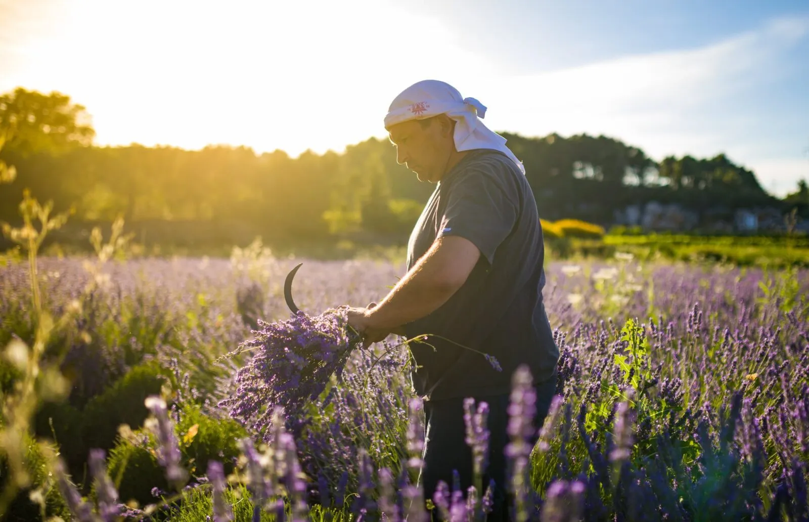Lavender fields stretching across Hvar's interior