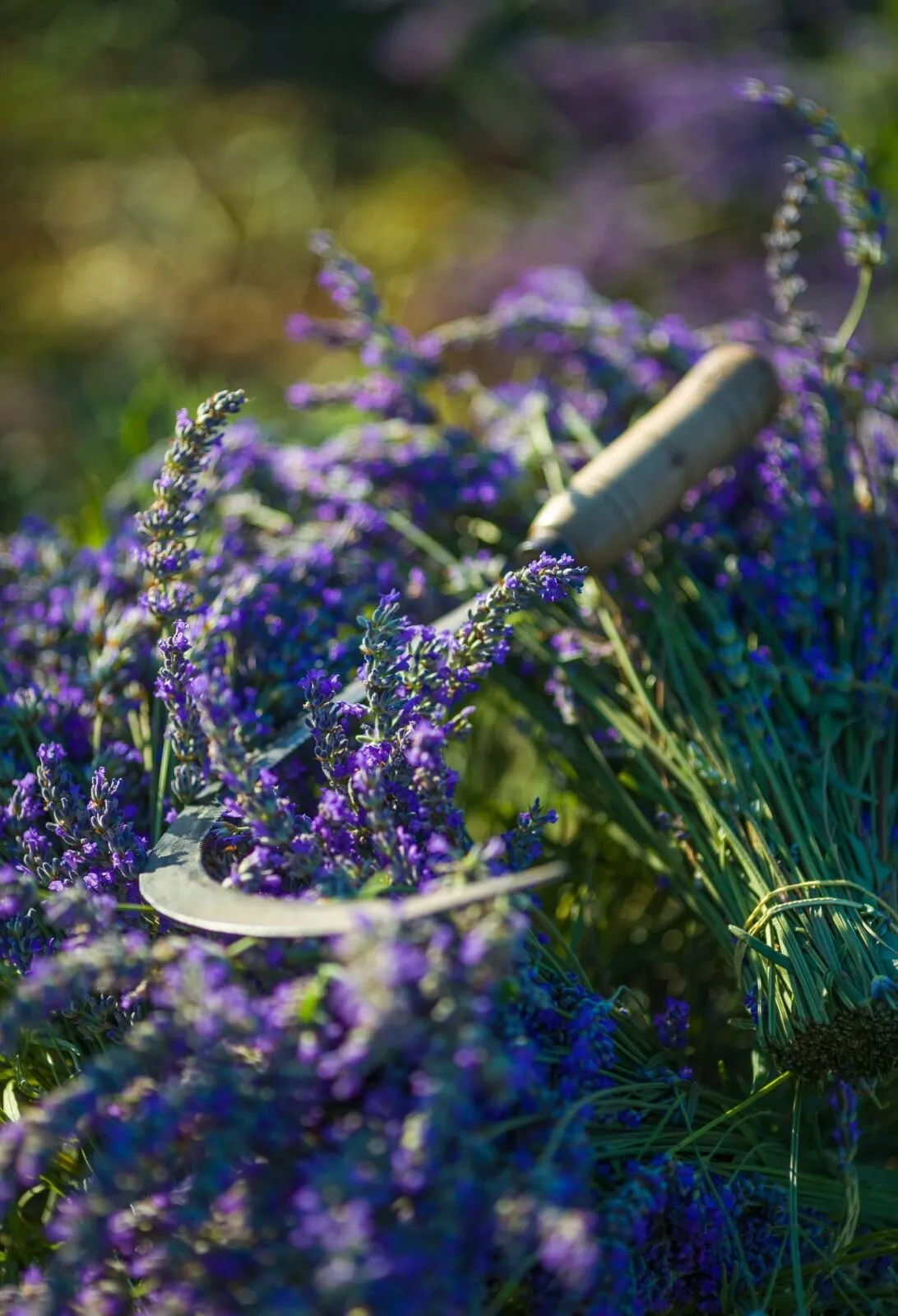 Family-run lavender farm near Jelsa