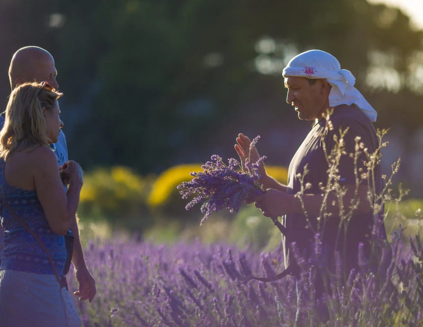 Traditional lavender harvest on Hvar