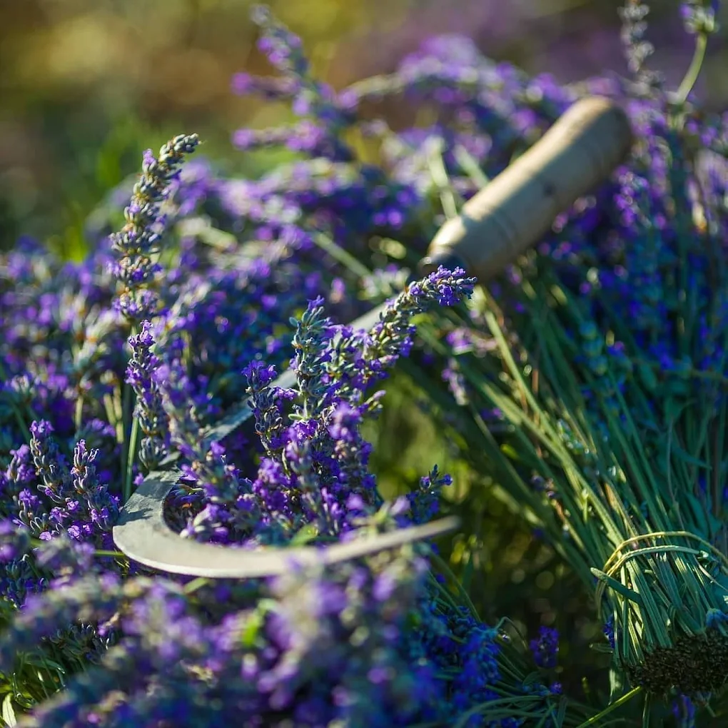Lavender fields stretching across Hvar's interior
