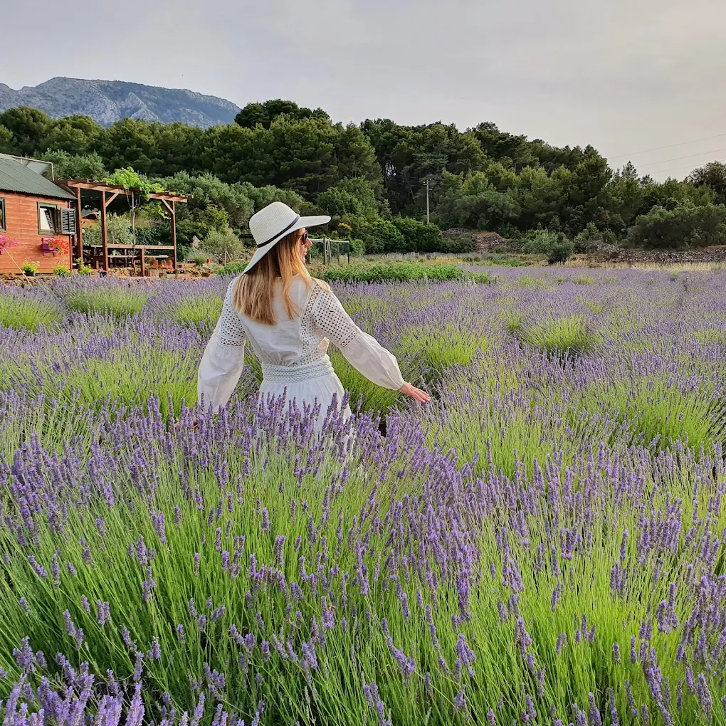 Lavender fields stretching across Hvar's interior